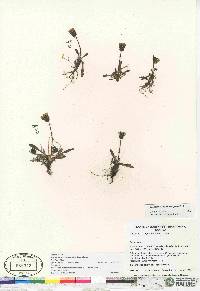 Taraxacum phymatocarpum image