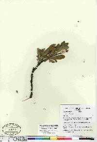 Salix richardsonii image