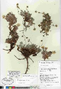 Potentilla subvahliana image