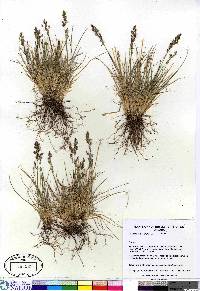 Deschampsia brevifolia image