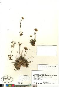 Papaver radicatum subsp. radicatum image