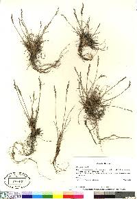 Poa glauca image