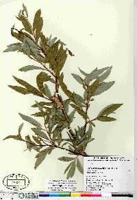 Salix arbusculoides image