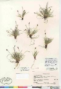 Carex glacialis image