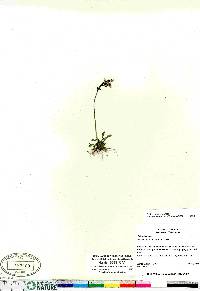 Primula stricta image