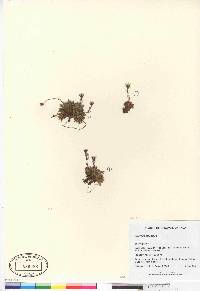 Saxifraga cespitosa image