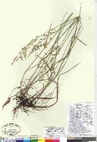 Poa pratensis subsp. pratensis image