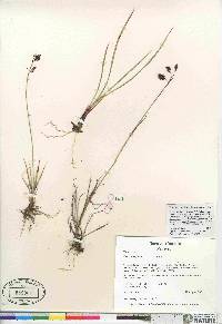 Carex atrofusca image