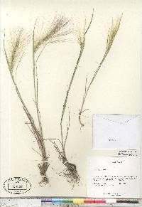 Hordeum jubatum subsp. jubatum image