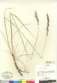 Calamagrostis stricta image