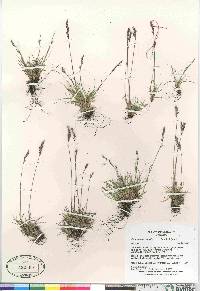 Festuca brachyphylla image