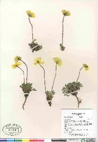 Papaver hultenii image