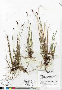 Carex scirpoidea image