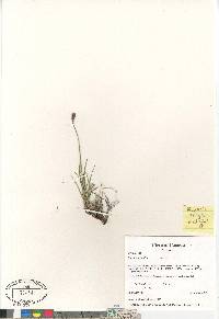 Carex scirpoidea image