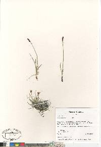 Carex scirpoidea image