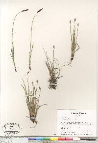 Carex scirpoidea image