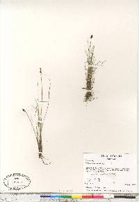 Carex myosuroides image