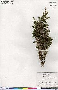 Juniperus communis var. montana image