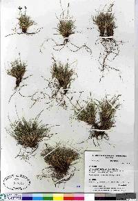 Carex glacialis image