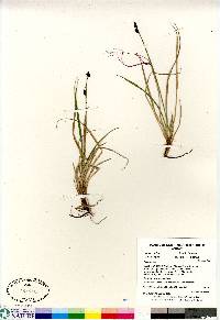 Carex bigelowii image