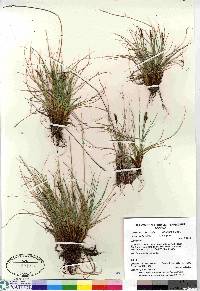 Carex simpliciuscula image