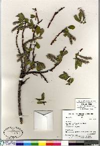 Salix arctica image