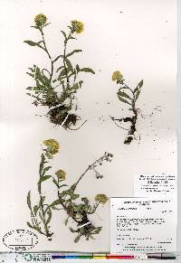 Solidago multiradiata image