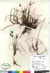 Carex rariflora image