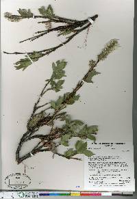 Salix richardsonii image