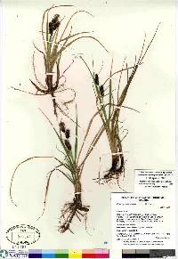 Carex membranacea image