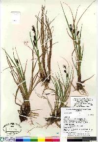 Carex saxatilis image