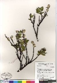 Salix richardsonii image