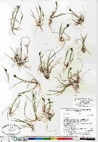 Carex bicolor image