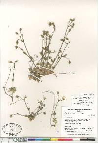 Cerastium arcticum image