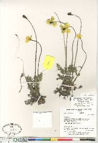 Papaver hultenii image