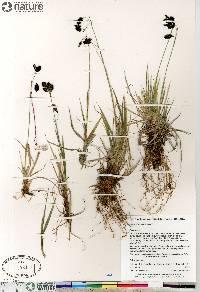 Carex atrofusca image