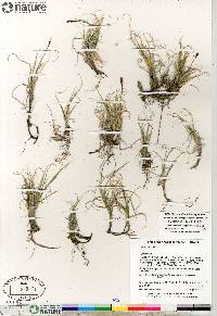 Carex rupestris image