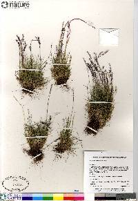 Festuca baffinensis image