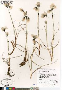 Eriophorum angustifolium image