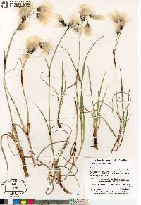 Eriophorum angustifolium image