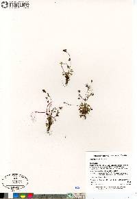 Saxifraga hyperborea image