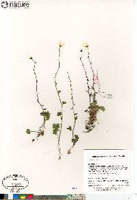 Saxifraga cernua image