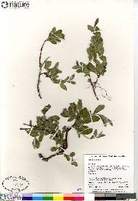 Salix niphoclada image