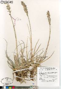 Leymus mollis subsp. villosissimus image