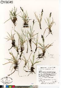 Carex bigelowii image