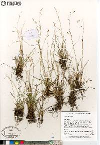 Carex krausei image