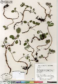 Salix reticulata image