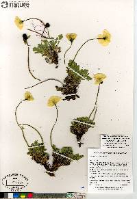 Papaver radicatum subsp. polare image