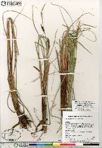 Carex aquatilis var. aquatilis image