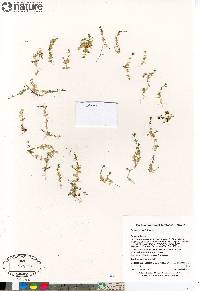 Cerastium regelii image